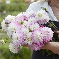 Dahlia Pink Petticoat